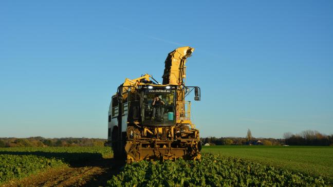 Avant d’être admises au Catalogue national et cultivées en plein champ, les nouvelles variétés de betterave sucrière subissent une batterie de test visant à les caractériser au mieux.