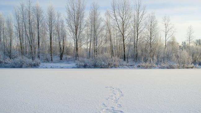 Constituant la partie nord de l'Asie, la Sibérie, qui représente près de 80% de la superficie de la Russie, pourrait devenir, en raison du changement climatique, un poids lourd de la production céréalière à l’échelle de la planète, d’ici 60 ans.