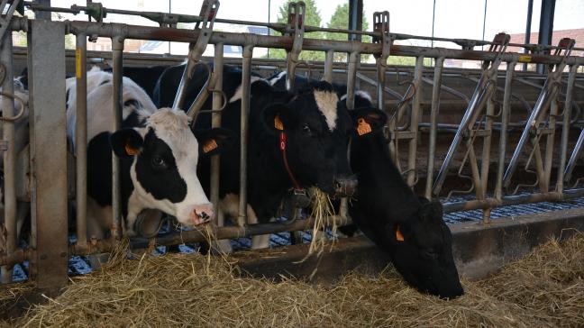 Assurer une bonne ventilation de l’étable est essentiel  pour préserver les voies respiratoires des bovins.