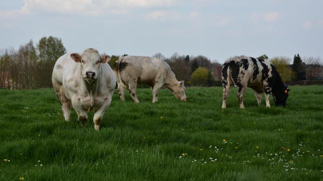 Le secteur de l’élevage s’interroge : il risque l’exclusion du programme européen  de promotion alors que l’UE ouvre des contingents d’importation tarifaires  à de la viande en provenance des États-Unis ou du Brésil.
