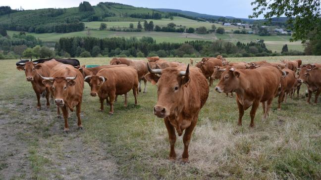 Au niveau mondial, 1,5 % des terres agricoles sont biologiques, dont plus des deux tiers sont des prairies ou des pâturages.