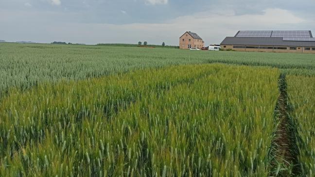 Le Centre wallon de recherches agronomiques étudie, notamment sur le plan  variétal, la culture du blé dur, dans une recherche d’alternatives rentables permettant la diversification des grandes cultures en Wallonie.