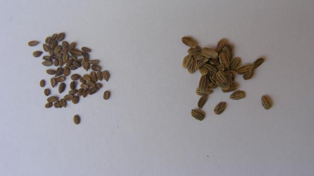 Les carottes hâtives mettent plusieurs semaines à lever tant que la température du sol est faible au printemps. La prégermination permet une levée rapide et des interventions aisée de désherbage.