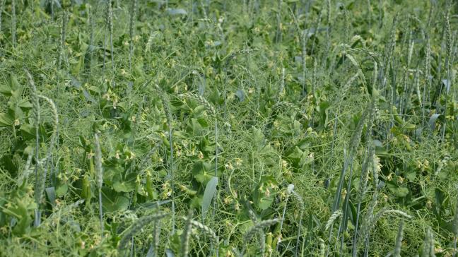 Il n’est pas utile de surfertiliser l’association pois-froment car cela aurait un impact négatif sur la fertilisation naturelle apportée par les nodosités vivant en symbiose avec le système racinaire du pois.