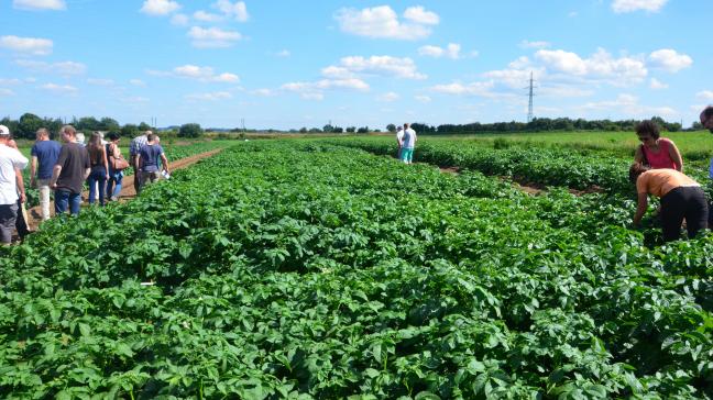Des essais baptisés Milvar menés chaque année par le Centre wallon de recherches  agronomiques (Cra-w) à Libramont et le Centre pour l’agronomie et l’agro-industrie  de la province de Hainaut (Carah) à Ath visent à évaluer la résistance au mildiou  d’un large assortiment de variétés.