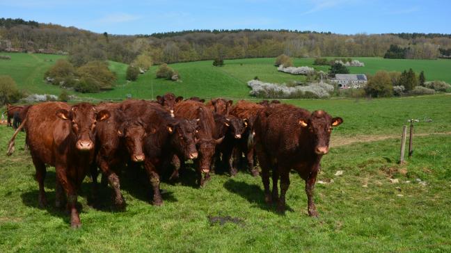 Pour continuer de réduire l’impact de la production de protéines animales sur le climat, une des clés pour le secteur de l’élevage, réside dans l’innovation, défend le Copa-Cogeca.