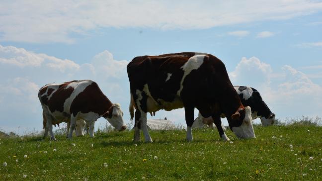 À l’échelle mondiale, la situation laitière est contrastée. Alors que la collecte européenne s’affiche en recul, l’année démarre sur une note très positive dans les autres grands bassins laitiers que sont les États-Unis, l’Australie et la Nouvelle-Zélande.