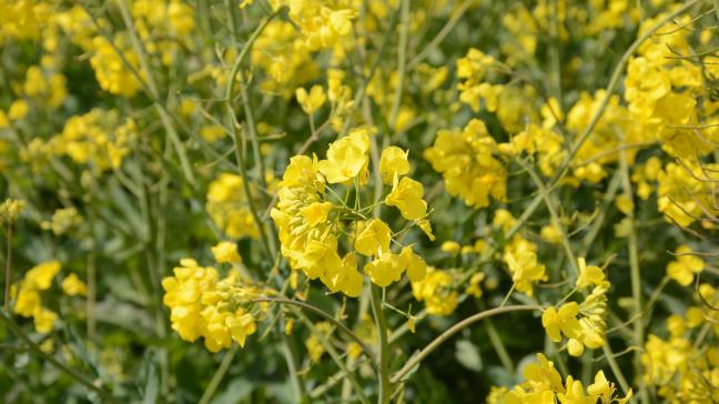 La récolte de colza devrait se redresser légèrement, à 17,7 millions de tonnes.