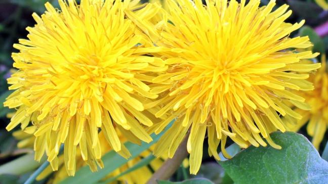 dandelion-1359437_1920