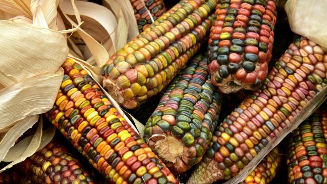 Les variétés de maïs à grains multicolores seront bientôt légion dans nos campagnes.