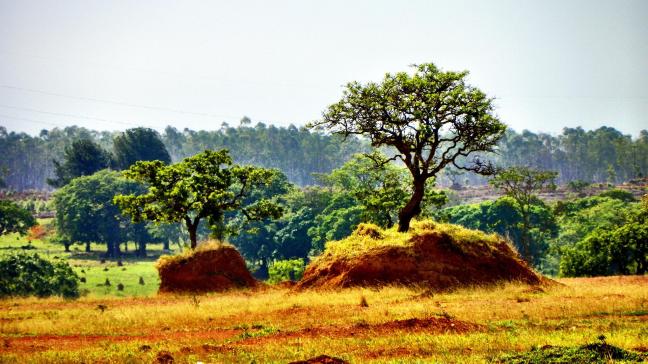 Selon le WWF, l’UE serait le deuxième plus grand importateur de déforestation tropicale.