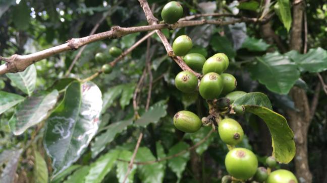 La filière du café n’échappe pas aux effets pervers du changement climatique. Des espèces menacées et écartées par manque d’atouts «commerciaux» pourraient bien se révéler aujourd’hui très utiles. Une preuve de plus de l’importance vitale de préserver la biodiversité!