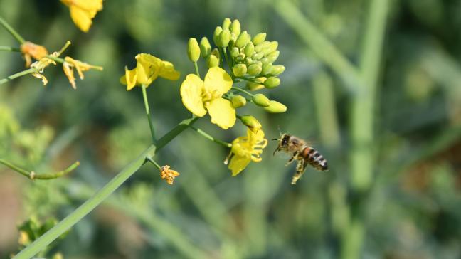 Concernant la culture de colza en Europe, dont les prix se sont envolés la semaine dernière, le service Mars vient de réviser à la baisse ses estimations de rendements à 3,19 t/ha, contre 3,26 t/ha.