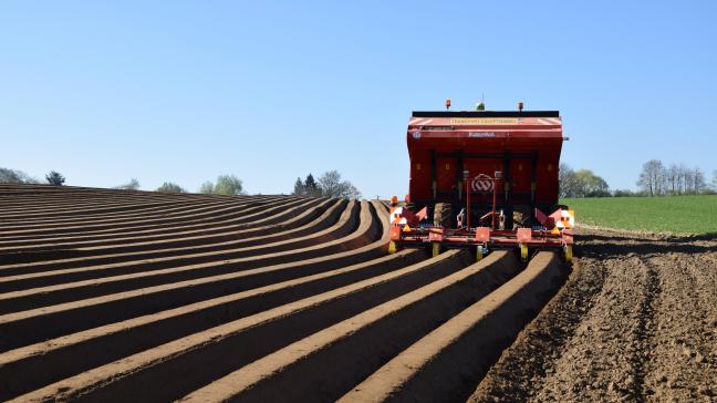Le choix de plantation est raisonné en fonction du type de production envisagé, c’est-à-dire pour un rendement élevé dans un calibre déterminé, tout en tenant compte de la durée de végétation.
