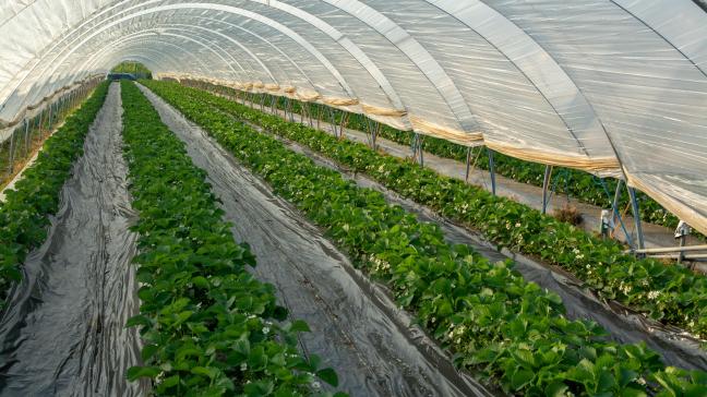 Cette perception positive que portent les consommateurs sur les serres solaires s’explique surtout par l’énergie verte utilisée pour la culture des plants.