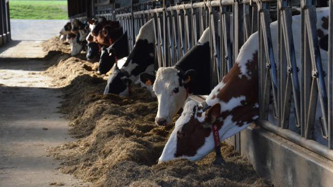Les pertes de statuts sont liées à l’achat de vaches laitières en lactation introduites  directement dans le troupeau, ce qui est très risqué.