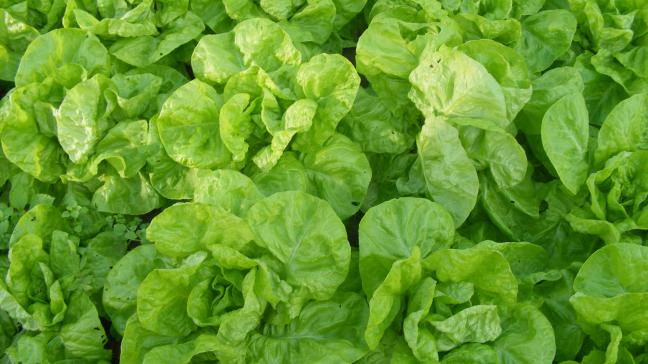 Un beau parc de laitues pour une dizaines de jours de savoureuses salades fraîches.