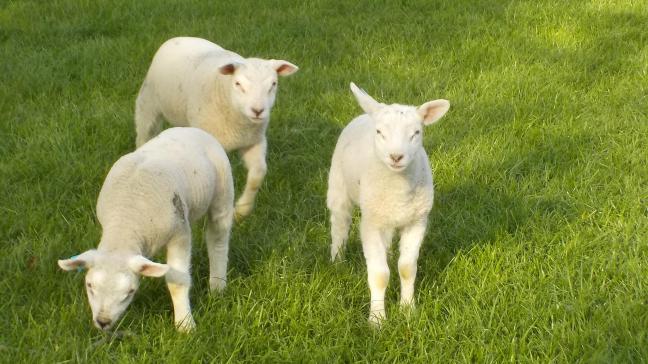 Les jeunes agneaux au pâturage commencent à manger de l