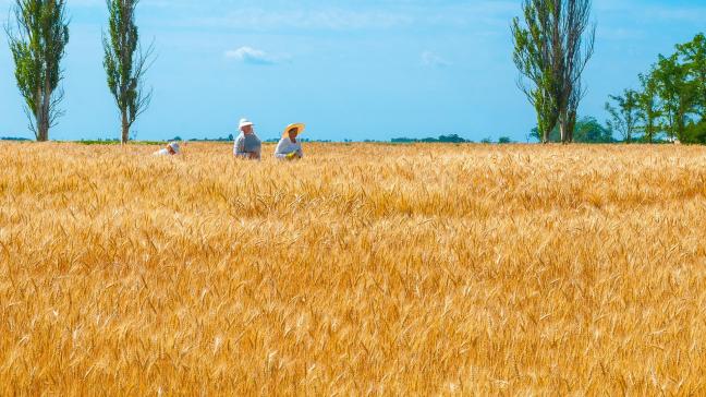 La production mondiale de blé pour la nouvelle campagne pourrait atteindre 778,8 millions de tonnes, soit 0,5% de plus que le niveau estimé pour 2020, en raison d