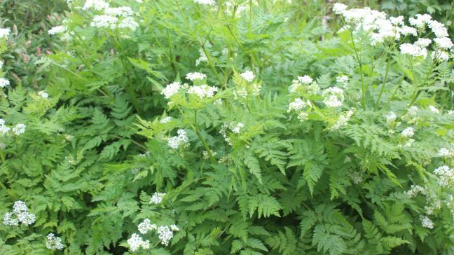 Le cerfeuil perpétuel a été oublié dans les dernières décennies. Autrefois, son usage comme plante alimentaire et surtout aromatique  fut très importants. Cette plante vivace retrouve un intérêt dans nos potagers et en particulier en permaculture.