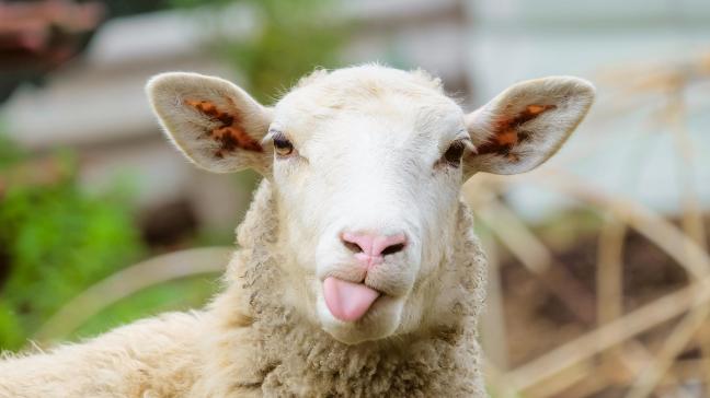 L’offre est toujours limitée en Europe comme en Océanie,  face à une demande mondiale soutenue.