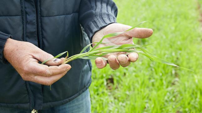 Les blés d’hiver Moschus et Arminius et le blé d’été Feeling ont été sélectionnés dans le cadre du projet pour leur bonne teneur en protéines.
