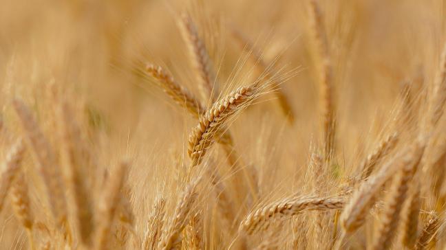 wheat-3241114_1920