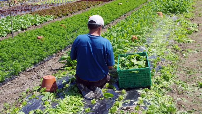 La Wallonie affichait un taux d’auto-approvisionnement en fruits et légumes de 17% en 2020. L’objectif est d’atteindre 30% à l’horizon 2028-2030.