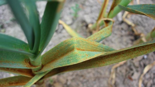 La rouille de l'ail peut progresser rapidement à la faveur de printemps chauds et secs, comme lors des 4 dernières années.