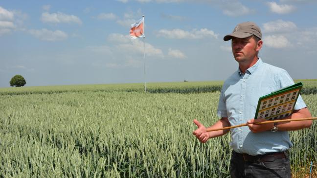 « Pour le désherbage automnal du froment, de l’escourgeon et de l’épeautre, Bayer proposera à la vente Mateno Duo (500 g/l aclonifen + 100 g/l diflufenican) dès la saison prochaine», précise Olivier Buyze.