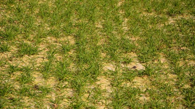 En céréales, l’utilisation ne se fera qu’entre le 1 er septembre et le 1 er mars  moyennant le respect de conditions particulières.