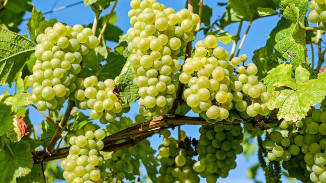 grapes-2656259_1920