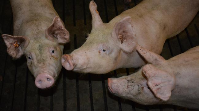 À l’heure actuelle, 14 pays sur 30 ont levé leur embargo sur le porc belge.