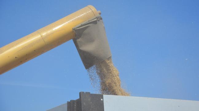 L’utilisation mondiale de céréales devrait progresser de 1,4% en 2021-2022, par rapport à la campagne de commercialisation précédente.