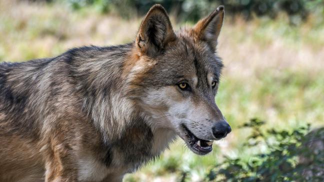 wolf-2952937_1920