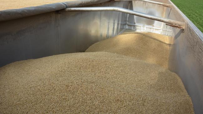 La production européenne de céréales est en hausse mais quelque peu décevante  par rapport aux estimations de début de l’été.