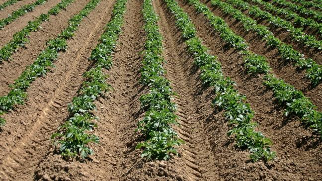 Doubler les rendements et intégrer la pomme de terre dans le régime alimentaire chinois comme une denrée de base sont les deux principaux objectifs de la politique dédiée à la pomme de terre lancée en 2015.