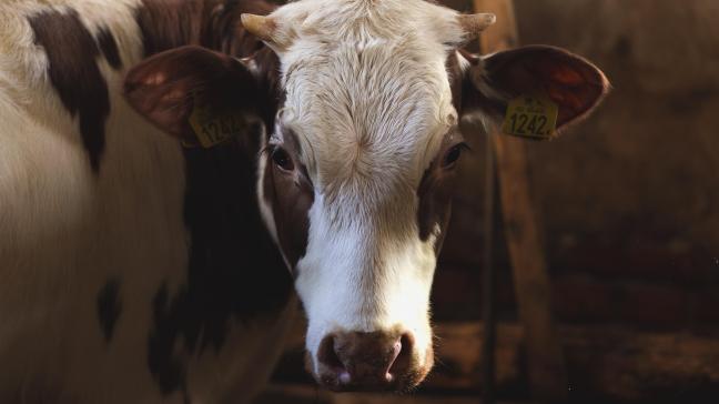 Une consultation publique en ligne sur le bien-être animal aura lieu cet automne, suivie d’une conférence des parties prenantes le 9 décembre.
