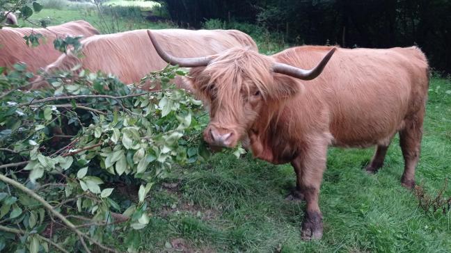 Cette journée est destinée aux personnes désireuses de connaître l’arbre fourrager  et découvrir son intérêt dans l’agriculture de demain