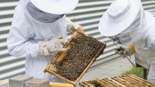 «L’apiculture est un maillon précieux pour la pollinisation de nombreuses cultures  et pour la biodiversité» indique le ministre Willy Borsus.
