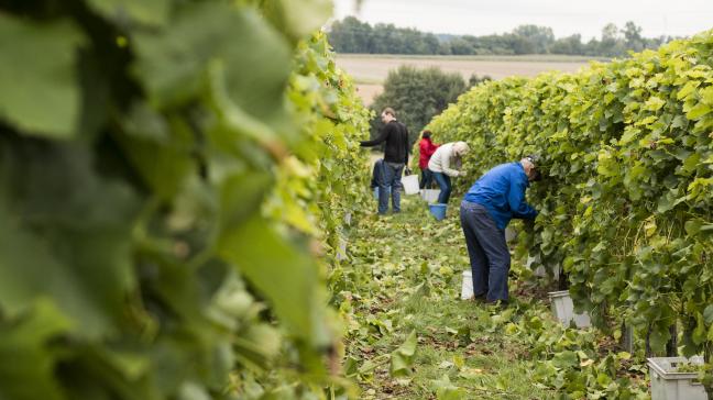 L’exemple du Domaine du Chenoy, démarré en 2003, va inspirer toute une génération de jeunes vignerons tels que le Château de Bioul, Vin de Liège, le Domaine de Blanc Caillou, la coopérative de Sirault...