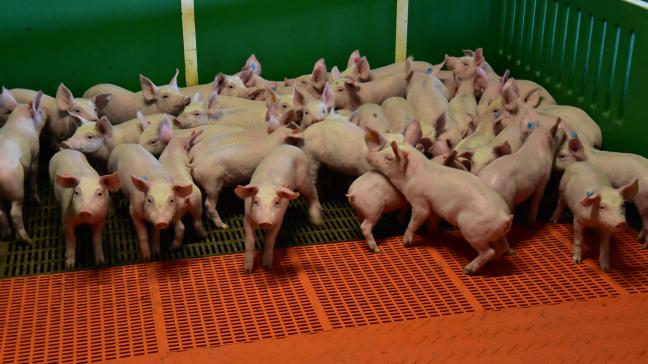 Le prix d'un porcelet est inférieur à 20 euros depuis plusieurs mois.