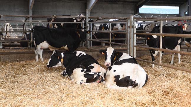 En élevage laitier, c’est principalement pour éviter une hypocalcémie subclinique voire une fièvre de lait post-partum qu’il est intéressant de surveiller la BACA de la ration chez les vaches taries.