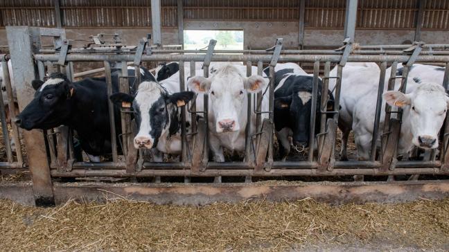 En Europe, l’offre en vaches est à nouveau modérée.