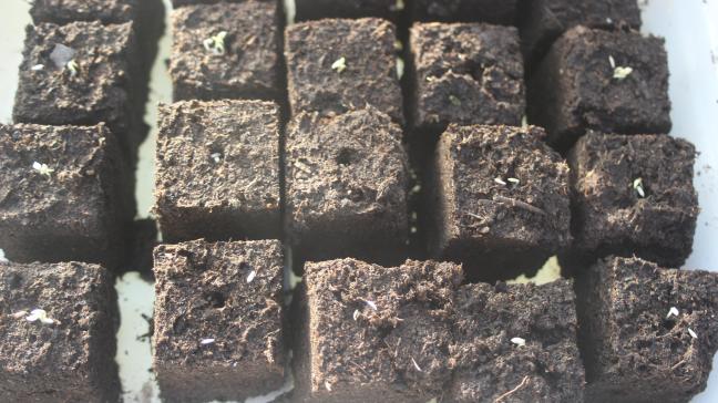L'obscurité n'est pas un problème durant les premiers jours de germination. Dès la levée, les plantules doivent être bien éclairées le jour. Rien n'empêche de les rentrer le soir pour économiser le chauffage de la couche ou de la serre durant la nuit.