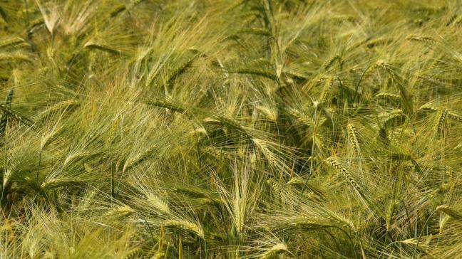 En cas de longue période de pluie, et donc d’impossibilité d’application du fongicide, les variétés les plus sensibles seront plus affectées par les maladies que les variétés résistantes.