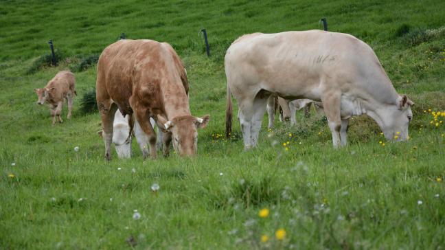 Les prairies et l’élevage bovin dominent le paysage agricole wallon.