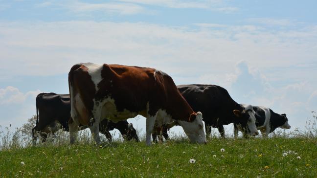 L’herbe pâturée est l’aliment le plus adapté pour la vache et est en lien  avec des bénéfices importants au niveau du bien-être animal, de la qualité  des aliments produits et de la fourniture de nombreux services écosystémiques.