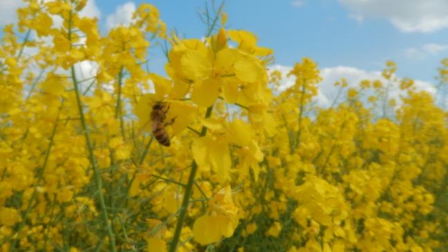 Côté insectes pollinisateurs, les abeilles et autres insectes profitent de cette floraison du colza, exceptionnelle en durée d’ensoleillement et bonnes températures.