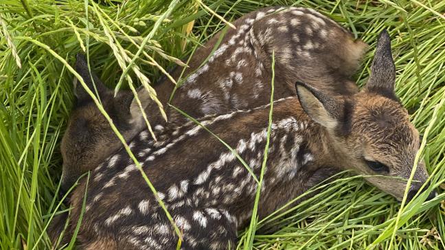 Les faons naissent généralement par deux. La chevrette met bas  dans les hautes herbes pour le protéger des prédateurs. On les trouve  souvent éloignés d’une dizaine de mètres.